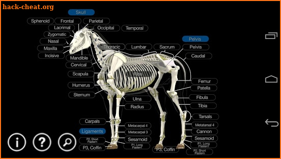 Horse Anatomy: Equine 3D screenshot