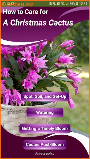 How to Care for a Christmas Cactus screenshot