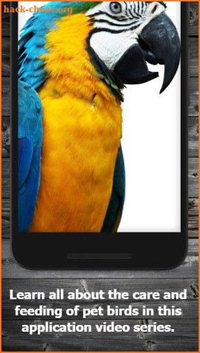 How to Take Care of a Pet Bird screenshot