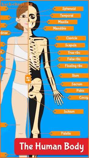 Human Anatomy Learning - Quiz screenshot