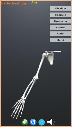 Human Skeletal System 3D screenshot