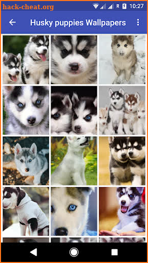 Husky puppies Wallpapers screenshot