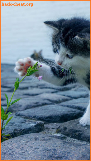 Kitten Wallpaper - Cute Cat Wallpapers screenshot