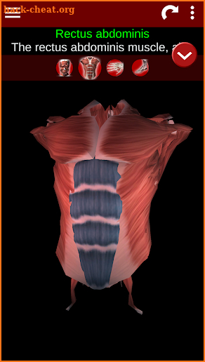 Muscular System 3D (anatomy) screenshot