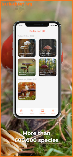 Mushroom ID - Mushroom identifier free screenshot