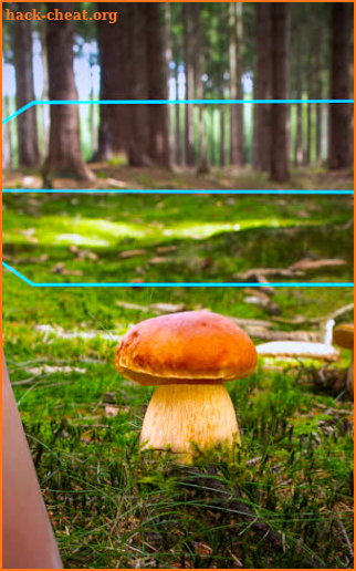 Mushroom Identifier - detection and classification screenshot