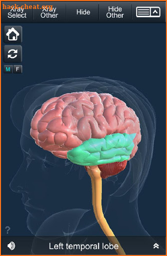 My Brain Anatomy screenshot