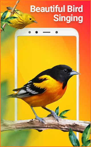 New Birds Ringtones 2020 - Bird sound mp3 screenshot