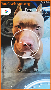 Pitbull Wallpapers screenshot