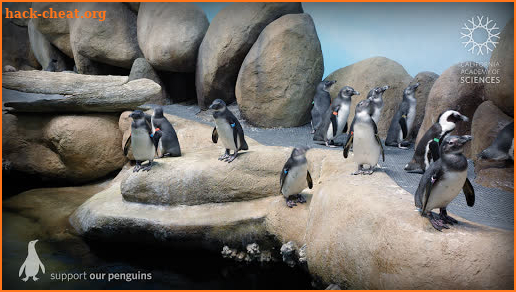 Pocket Penguins screenshot