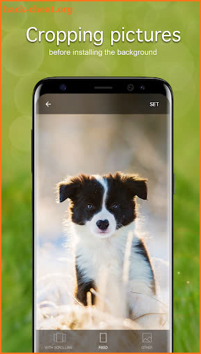 Puppy Wallpapers 4K screenshot