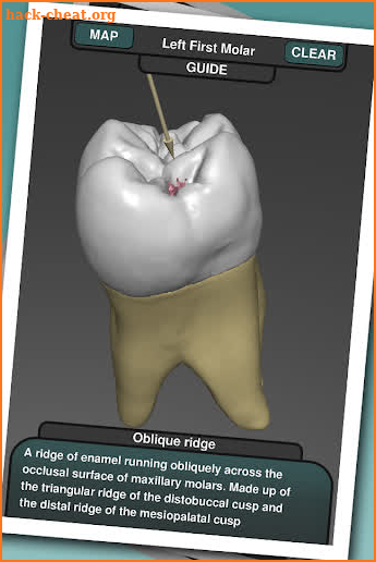 Real Tooth Morphology screenshot