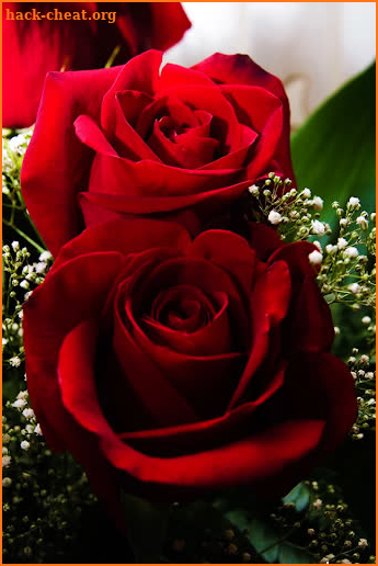 Rosas Rojas Bonitas y Naturales en HD Gratis screenshot