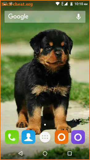 Rottweiler Dog Hd Wallpapers screenshot