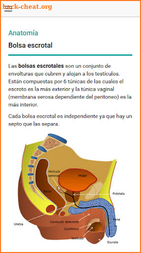 Scrotal Ultrasound screenshot