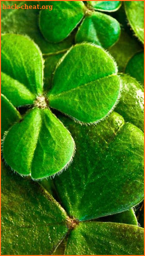 Shamrock Wallpapers – Green Wallpaper screenshot