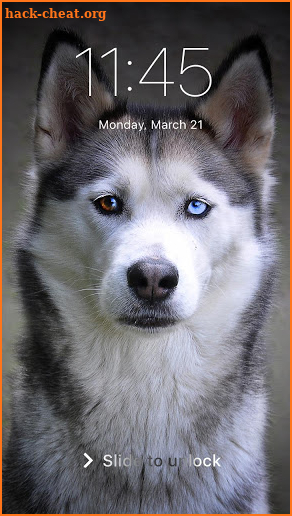 Siberian Husky Wallpaper Pattern PIN Lock Screen screenshot