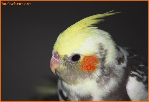 Singing to tame your cockatiel screenshot