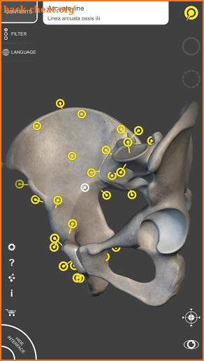 Skeleton | 3D Anatomy screenshot