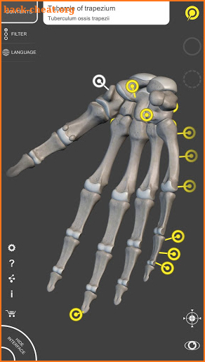 Skeleton | 3D Anatomy screenshot