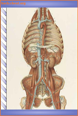 Speed Angiology MD screenshot