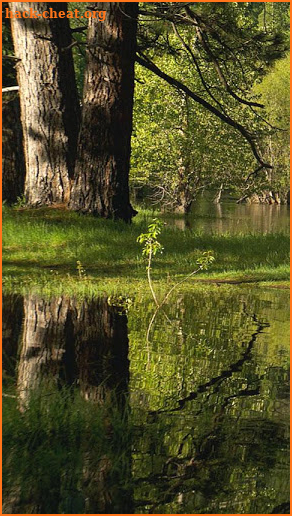 Still Pond HD for Google TV screenshot