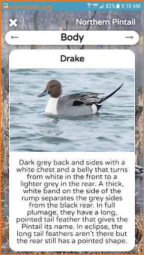 The Duck ID App screenshot