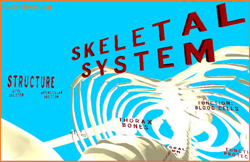 The Human Skeleton VR screenshot