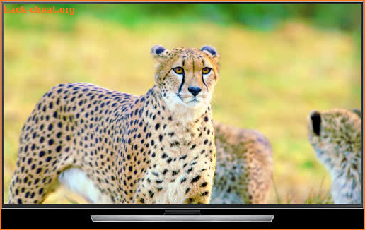 Wild Animals for Chromecast TV screenshot