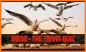 Bird Guide + Quiz Game PRO related image