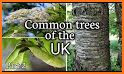 Tree ID - British trees related image