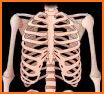 Skeleton Anatomy Pro. related image