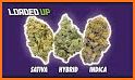 Name that Sativa Strain Game related image