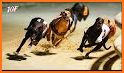 Pet Animal Racing Track related image