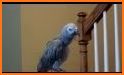 Macaw Parrot Theme related image