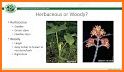 FindPlant - New Plant identification related image