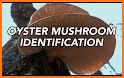 Mushroom Identification related image