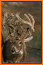 North American Whitetail Magazine related image