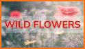 EcoGuide: Russian Wild Flowers related image