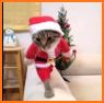 The Christmas Caribbean Cat related image