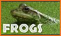 Frog related image