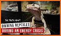 Reptile Calculator related image