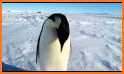 Penguin Pet related image