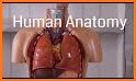 Visual Anatomy 3D - Human body related image