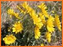 Colorado Rocky Mtn Wildflowers related image