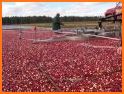 Wisconsin Cranberry Growers related image