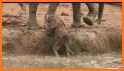 Jovial Calf Elephant Escape related image