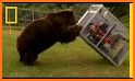 Innocent Brown Bear Escape related image