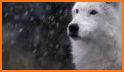 Wolves Winter Live wallpaper related image