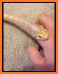 Finger Snake related image